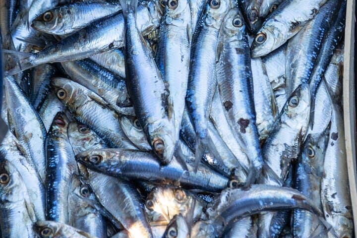 Private Full-Day Tuna Fishing in Tortoreto 4