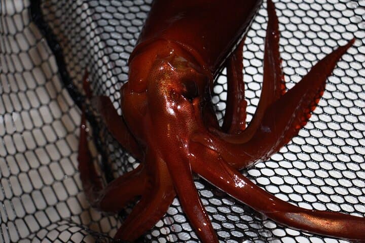 Nightly squid fishing - private tour