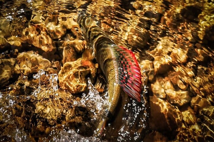 Guided Fishing Adventure on the Scenic Sana River with Lunch 5
