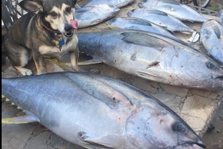 Private Offshore Fishing Charter from Port Aransas 4