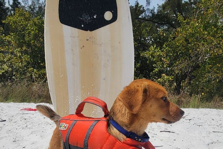 Private Siesta Funship Adventure/Dolphin Cruise Sandbar Stops  3