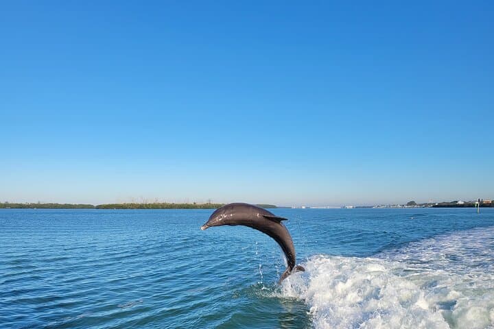 Private Siesta Funship Adventure/Dolphin Cruise Sandbar Stops  5