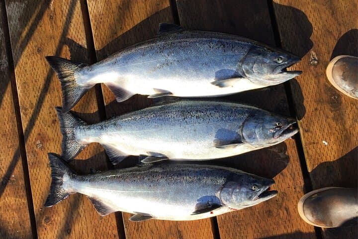 North End Salmon Charter 4