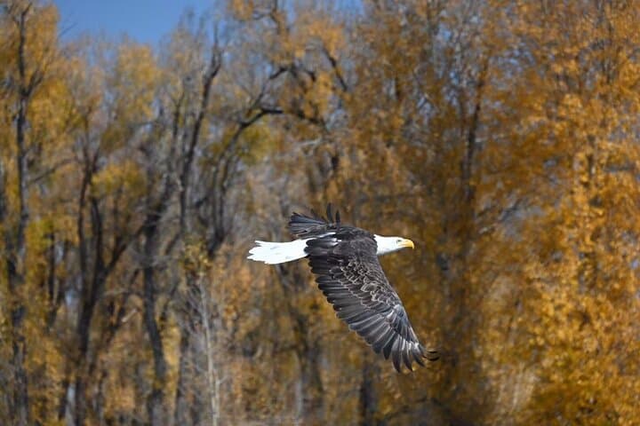 Half-Day Traditional Driftboat Fly Fishing at Jackson Hole 5