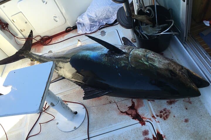 Ultimate Full-Day Private Tuna Fishing Charter in the Strait of Gibraltar 4