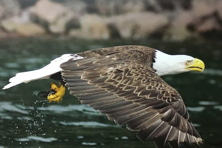  Boat Tours from Quidi Vidi Marina 4