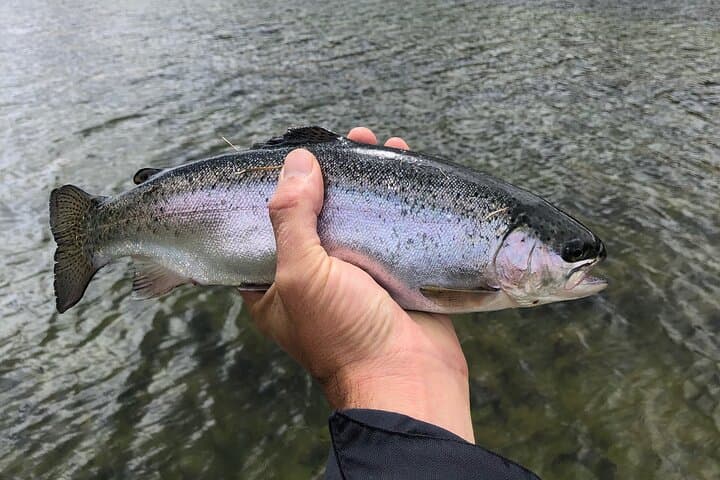 4 Days 3 Nights Trout Fly Fishing Trip in the Andes of Peru 4
