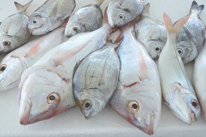 Bottom Fishing Activity from Quarteira 3