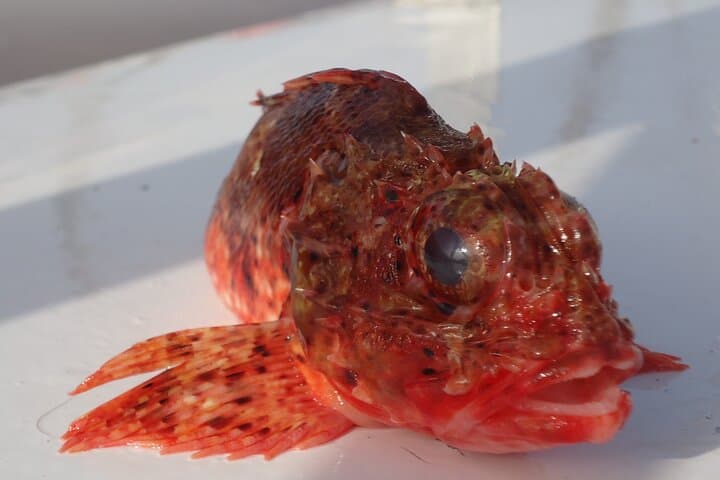 Bottom Fishing Activity from Quarteira 5