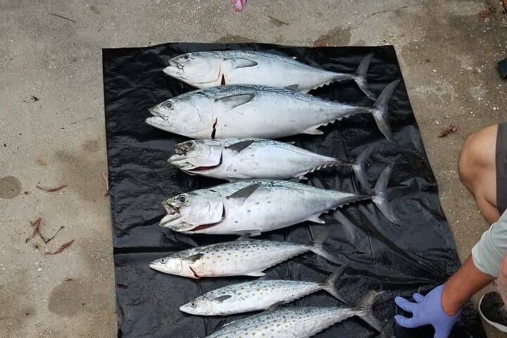  4-hour Fishing Adventure at Belleair Causeway 4