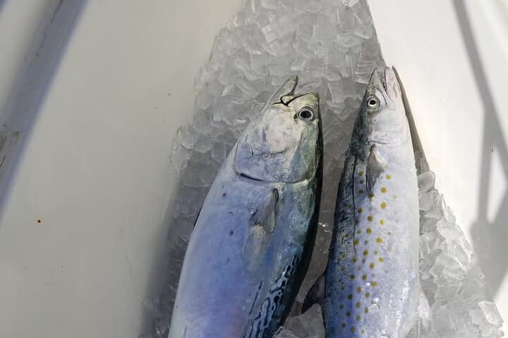  4-hour Fishing Adventure at Belleair Causeway 5