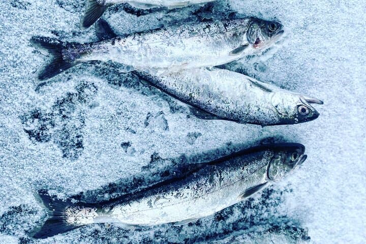 "Aurora Ice" - Ice Fishing & Salmon Dinner Tour 3