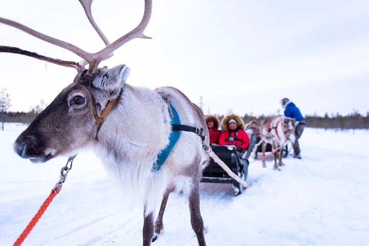 Two Full Days in Lapland 2