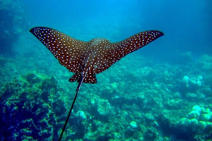 The Artisan Sea & Kayak Adventure (4-in-1)