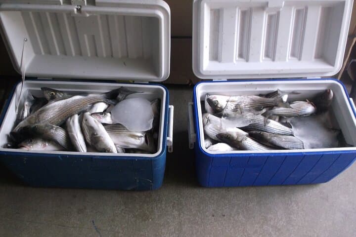 Lake Mead Striped Bass Fishing Getaway 3