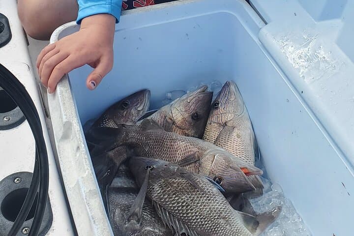 Sonnys Boat Tours Half Day Off Shore Fishing Charter Englewood Fl 2