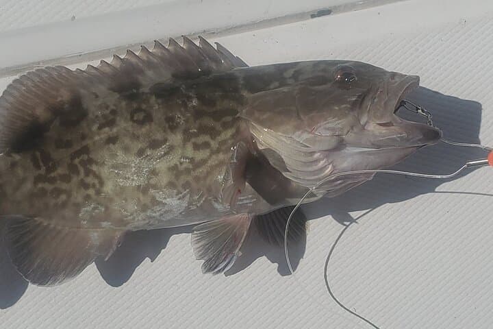 Sonnys Boat Tours Half Day Off Shore Fishing Charter Englewood Fl 3