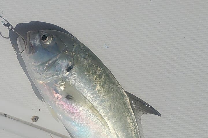 Sonnys Boat Tours Half Day Off Shore Fishing Charter Englewood Fl 4