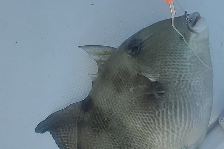 Sonnys Boat Tours Half Day Off Shore Fishing Charter Englewood Fl 5