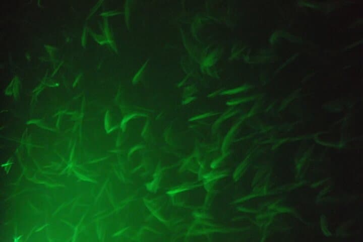 Lake Mead Striped Bass Fishing Getaway 4