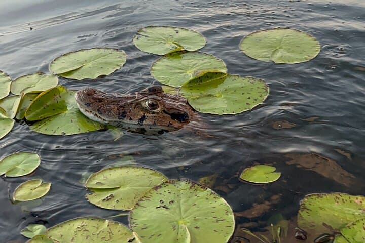 Private Piranha Fishing in Lake Yacumama 5
