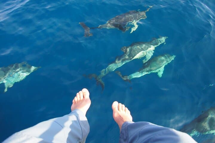 Private Dolphin Sailing Experience in Estepona - 4 Hours of Luxury 3