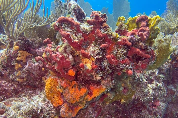 Let it Ride Charters-Private Fishing / Snorkel Combo Key Largo FL 3