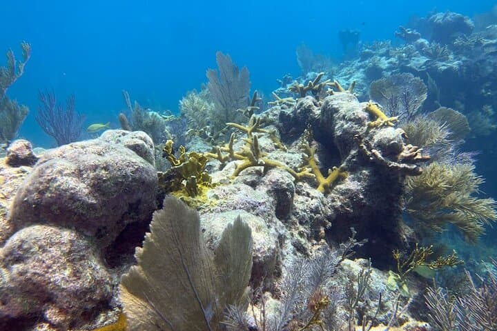 Let it Ride Charters-Private Fishing / Snorkel Combo Key Largo FL 4