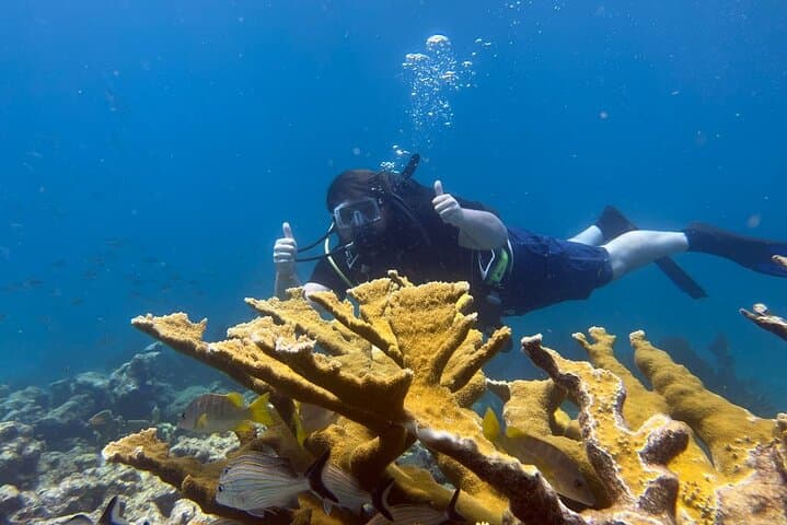 Let it Ride Charters-Private Fishing / Snorkel Combo Key Largo FL