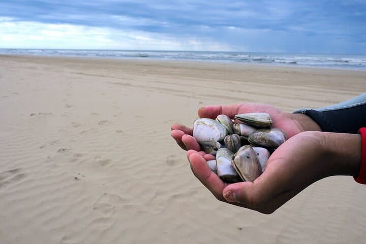 Pipi Catching and Cooking Experience in Goolwa 