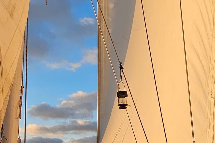 Experience Oceanside Sailing with Whales and dolphins! 3