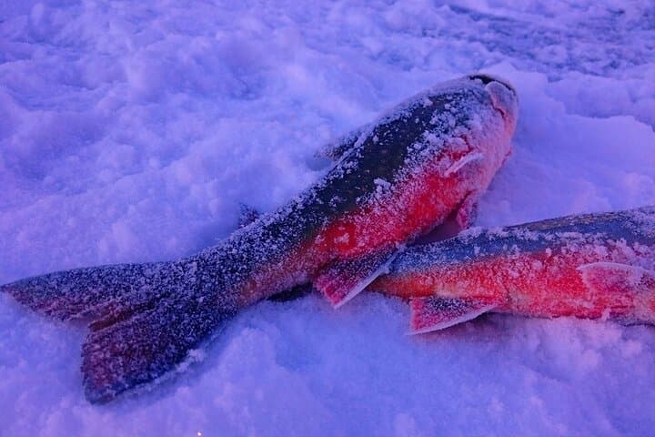 Experience Ice Fishing and Hunt for Arctic Char