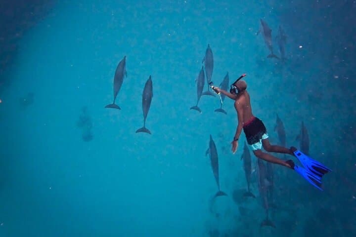 Lydia Boat Mauritius: Le Morne :Eco-Friendly Whales&Dolphins Tour 4