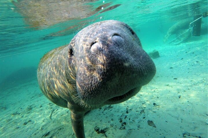 3 hours Manatee Swim Tour in Florida 4
