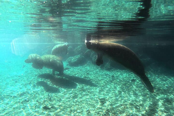 Semi Private Manatee Swim Tour 5