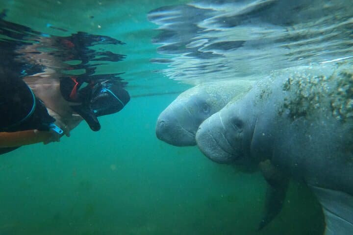 3 hours Manatee Swim Tour in Florida 5