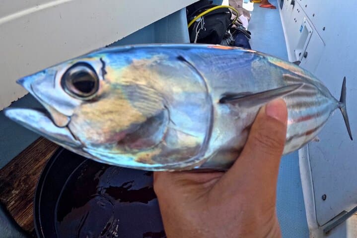 From Onna Village (Maeda Fishing Port)!Fishing and trolling | Fully chartered boat charter plan (3 hour course) 4