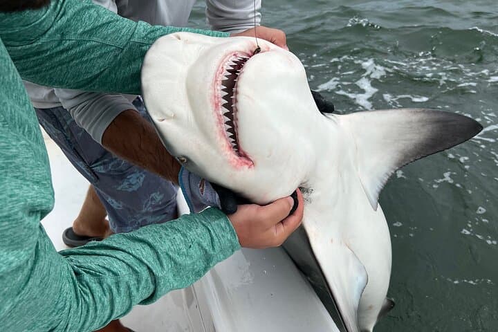 Shark Fishing Tampa Bay