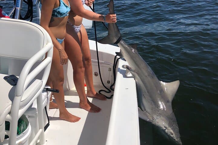 Shark Fishing Tampa Bay 2