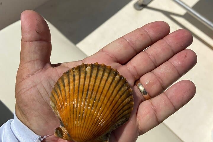 Private Guided Snorkeling with Scallop Hunt 5