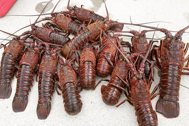 San Diego Lobster Hoop Netting Charter up to 6 People