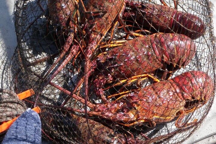 San Diego Lobster Hoop Netting Charter up to 6 People 3