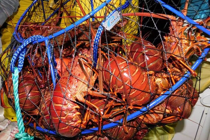 San Diego Lobster Hoop Netting Charter up to 6 People 4