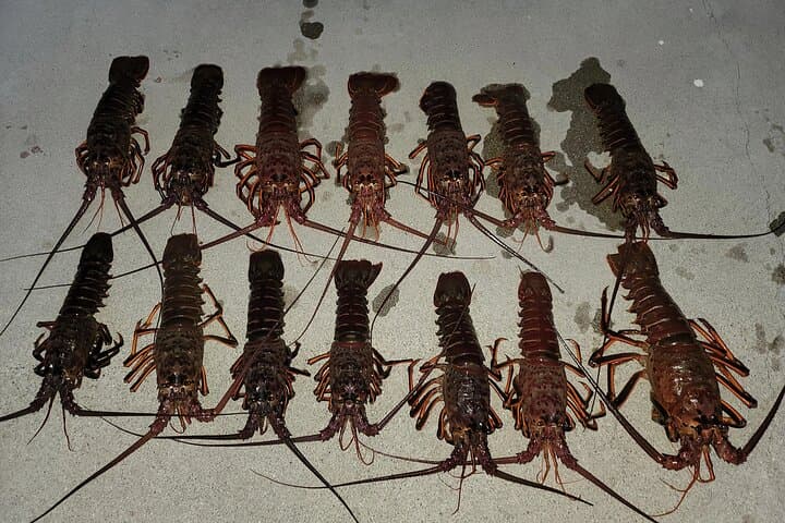 San Diego Lobster Hoop Netting Charter up to 6 People 5