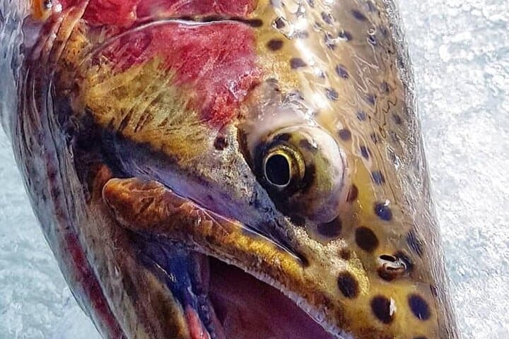 Half Day Private Guided Ice Fishing Trip in the Yukon 3