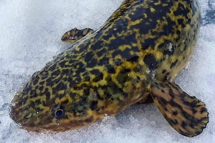 Half Day Private Guided Ice Fishing Trip in the Yukon 4