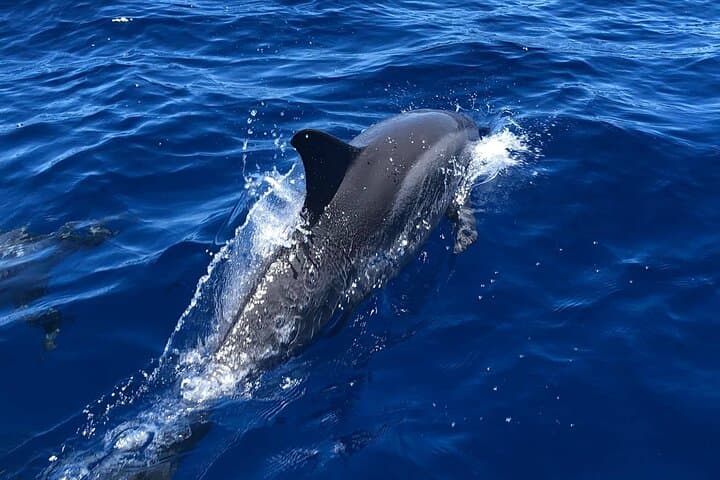 6 Hour Private Charter in Kona 5