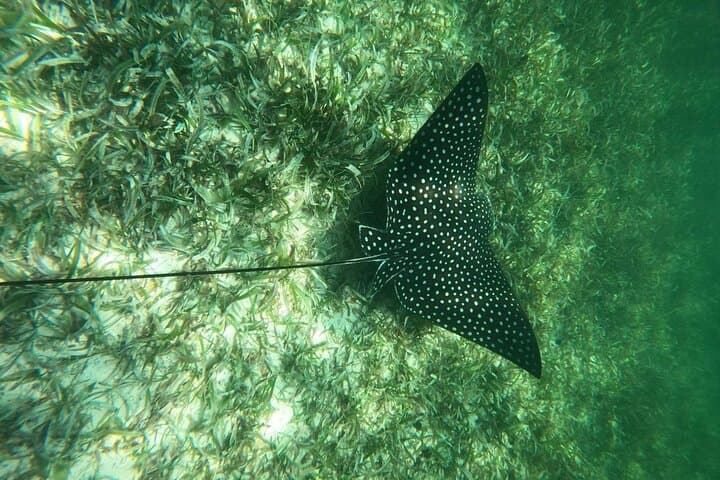Costa Maya, snorkeling on the reef with fish, looking for turtles 4