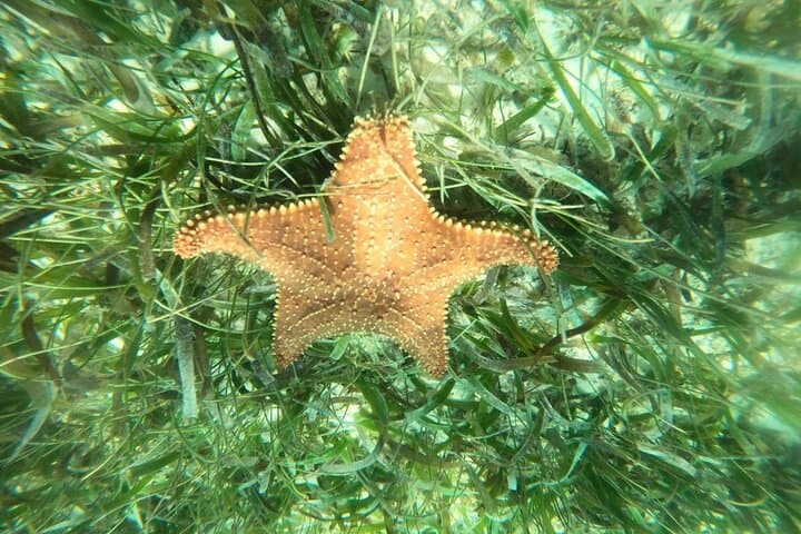 Costa Maya, snorkeling on the reef with fish, looking for turtles 2