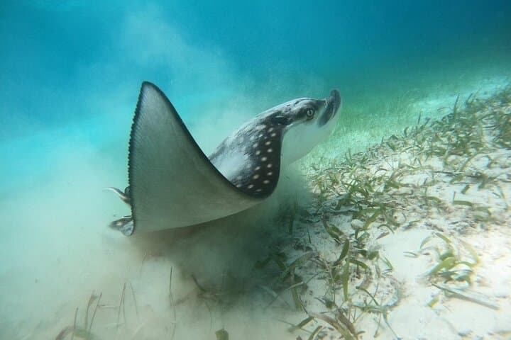 Costa Maya, snorkeling on the reef with fish, looking for turtles 3